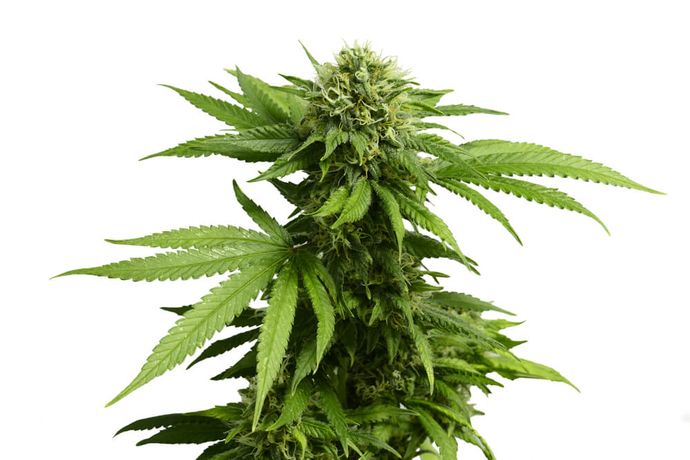 cannabis flower feature