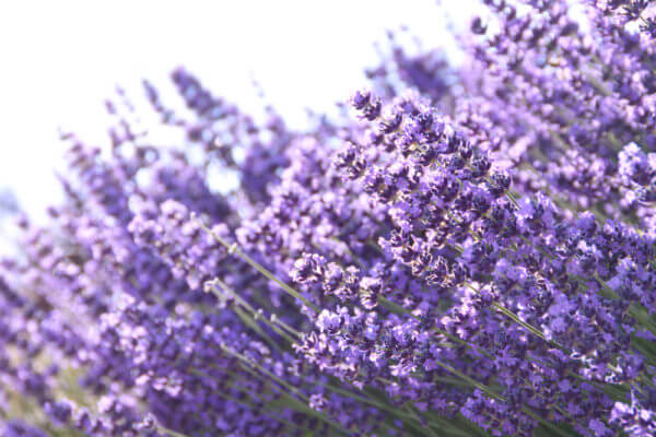 Linalool lavender
