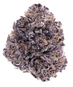 Purple Banana Pie, Cannabis Strain